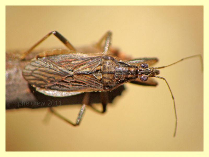 Reduviidae Anela 12.8.2011.JPG