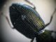 Framura SP 31-03-12 006b.jpg