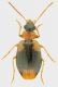 Carabidae_San_Polo_16-IV-2012_4,8mm.jpg