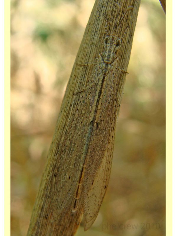 probabile Neuroleon arenarius - Anzio - 18.7.2010.JPG