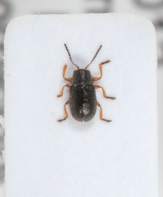 Stylosomus sp male1.JPG