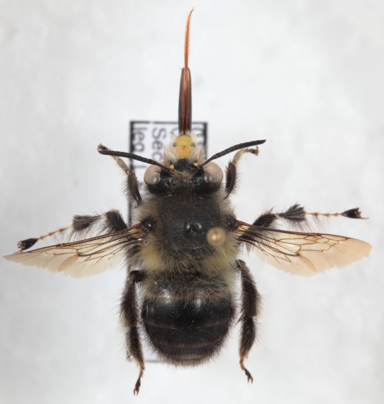 Anthophora sp1.JPG