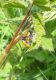 DSCN9825 - Copia.JPG