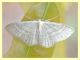 probabile Scopula nigropunctata - Anzio - 12.4.2012.JPG