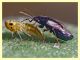 Lygaeidae Caffarella 7.7.2011 (1).jpg