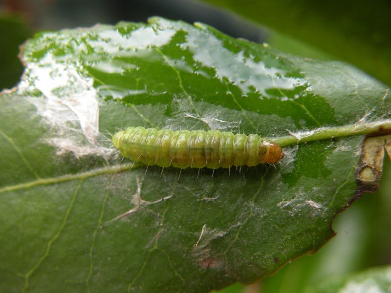 Cacoecimorpha_pronubana_larva.jpg