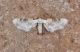 Eupithecia_gratiosata.JPG