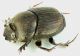 Onthophagus_furcatus_F_Maccarese_22-IV-2012_b_grey.jpg