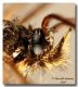 Bembecia scopigera palpo maschio_ Bohemia_forum.jpg