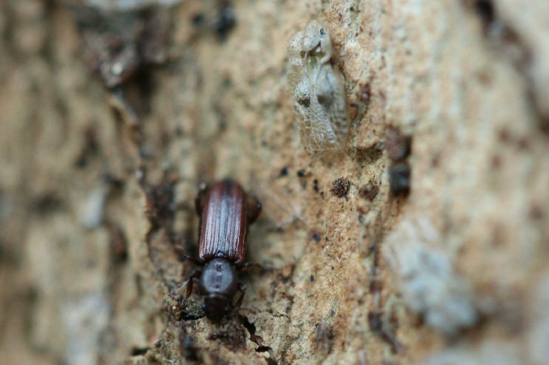 06 Bothrideres bipunctatus (Gmelin 1790)01b.JPG