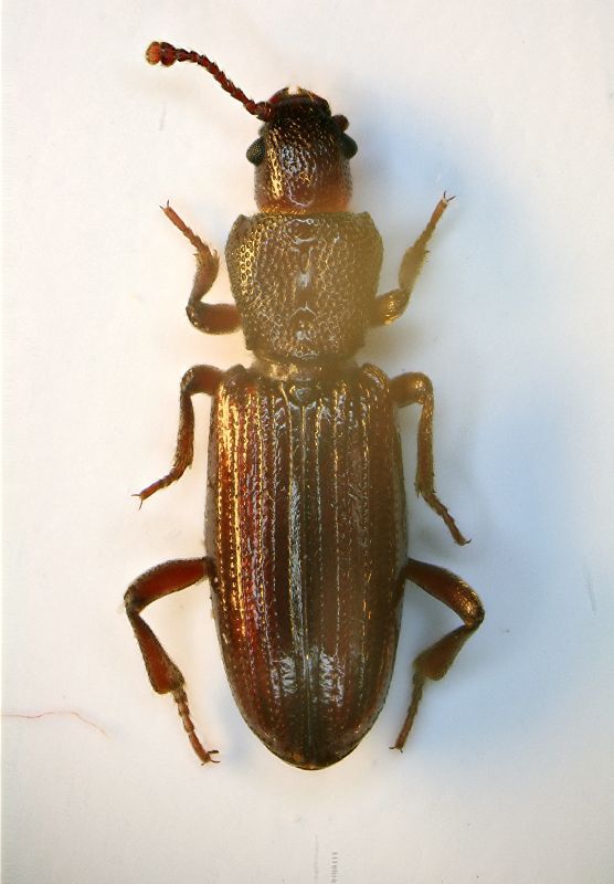 07Bothrideres bipunctatus (Gmelin 1790) 01c.JPG