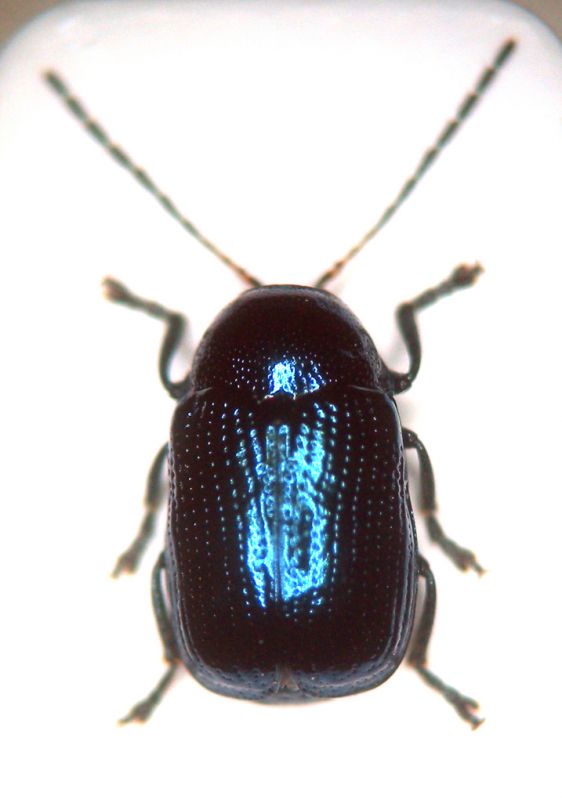 Cryptocephalus 002 copia.jpg