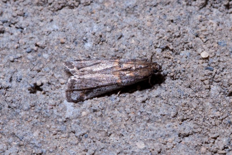 Acrobasis sp. Pyralidae Phycitinae.jpg