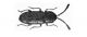 Atomaria linearis.jpg