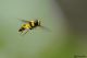 DSC_3366pbase.jpg