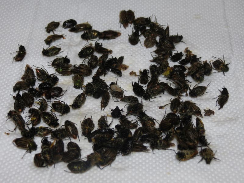 IMG_0027 (800x600).jpg