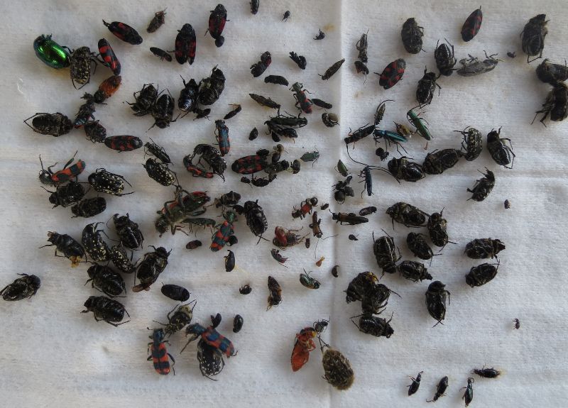 IMG_0088 (800x575).jpg