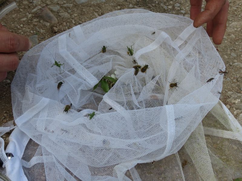 IMG_0181 (800x600).jpg