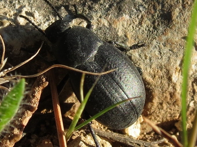 IMG_0241 (800x630).jpg