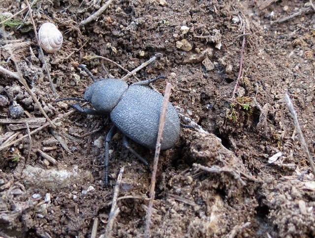 IMG_0247 (1024x774) (800x605) (640x484).jpg