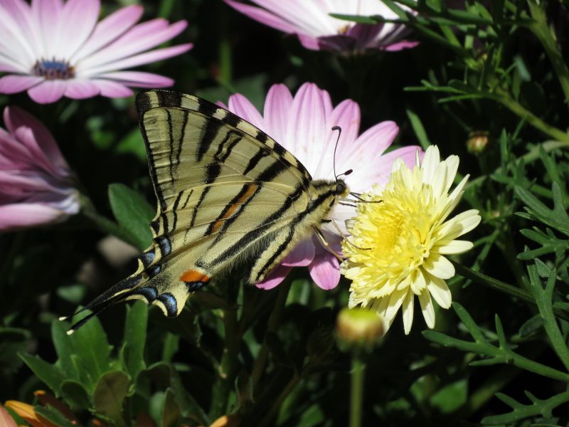 IMG_0286 (800x600).jpg