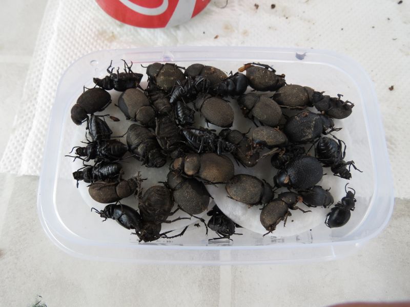 IMG_0205 (800x600).jpg