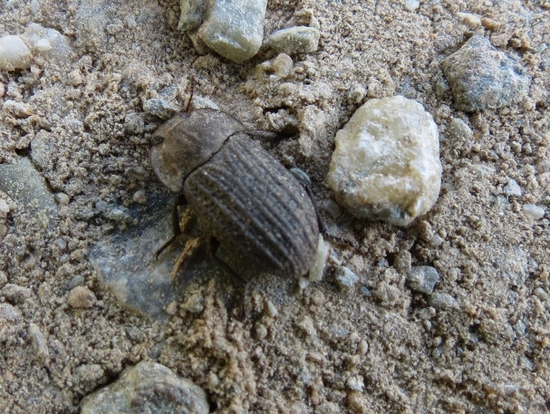 IMG_0336 (800x609).jpg