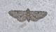 DSC_1159.JPG