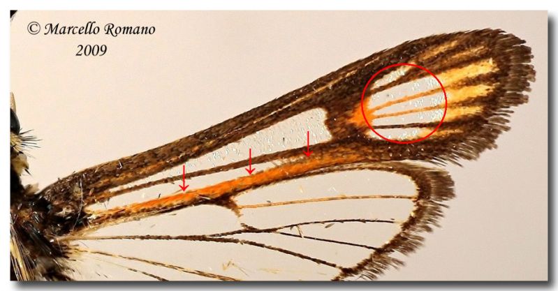 Bembecia ichneumoniformis_ maschio Bohemia_ali destre2 forum.jpg