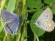 polyommatus.jpg