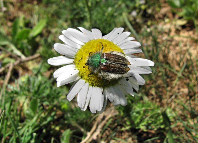 Pygopleurus sp. 2012-04-21.jpg