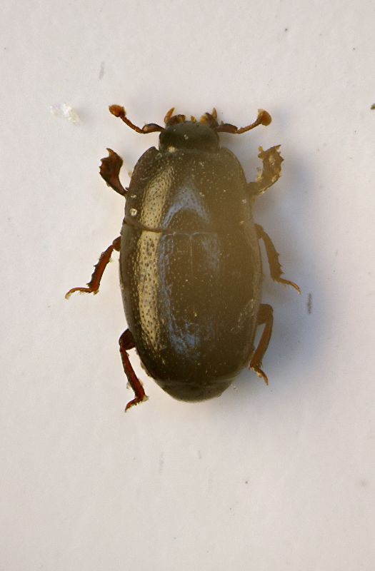 37(Histeridi) Paromalus flavicornis (Herbst, 1792).JPG