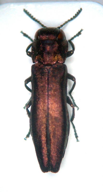 Agrilus 004 copia.jpg