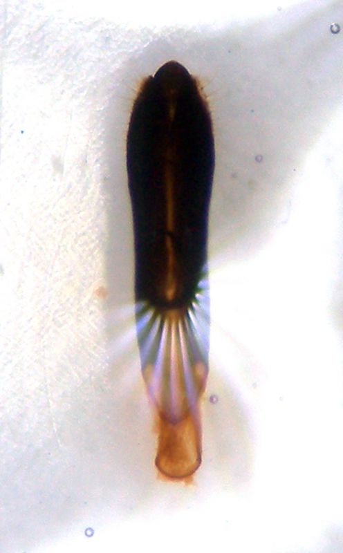 Agrilus 003 copia.jpg