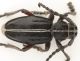 IMG_3226 Dorcadion2.jpg