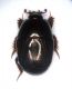 hypocaccus copia.jpg