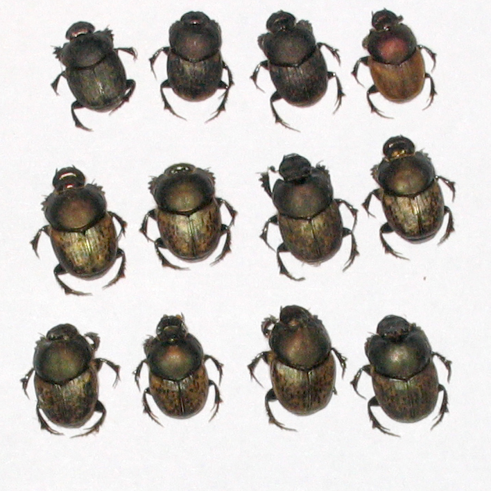 06_Onthophagus_2.jpg