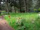 Forest 2012.03.31 Kiryat Bialik region.jpg