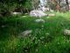 Forest_6 2012.03.31 Kiryat Bialik region.jpg