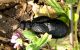 Meloe tuccius  2012.03.31 Kiryat Bialik region.jpg