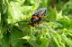 Phytoecia pontica 2012.03.31 Kiryat Bialik region.jpg