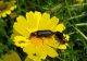 Alosimus brevicollis. 2012.04.03. K. Bialik.jpg