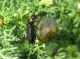 Alosimus brevicollis_2.  2012.04.03. K. Bialik.jpg