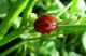 Chrysolina blanchei. Kiryat Bialik. 2012.04.03.jpg