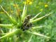 Curculionidae. 2012.04.03. K. Bialik.jpg