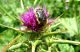Epicometis hirta suturalis. 2012.04.03. K. Bialik.jpg