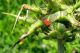 Malachius coccineus. Kiryat Bialik. 2012.04.03.jpg
