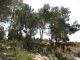 Forest. Region Kiryat Ata. 25-04-2012.jpg