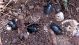 Carabus. Forest. Region Kiryat Ata_2  26-04-2012.jpg