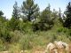 Forest_3 Region Kiryat Ata  26-04-2012.jpg